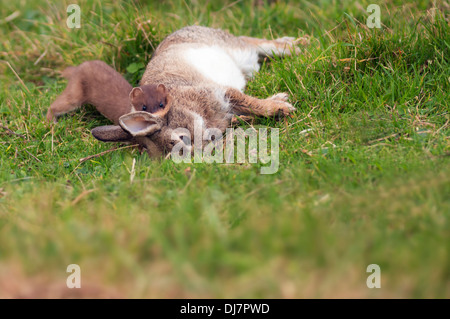 Hermelin Mustela Erminea mit frisch erlegten Hasen Stockfoto