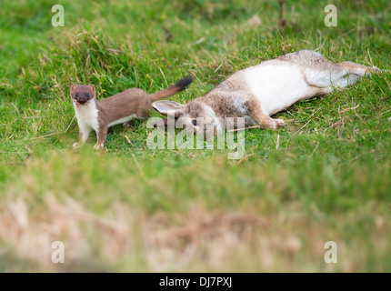 Hermelin Mustela Erminea mit frisch erlegten Hasen Stockfoto