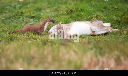 Hermelin Mustela Erminea mit frisch erlegten Hasen Stockfoto