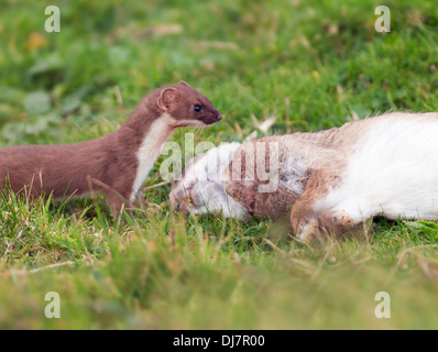 Hermelin Mustela Erminea mit frisch erlegten Hasen Stockfoto