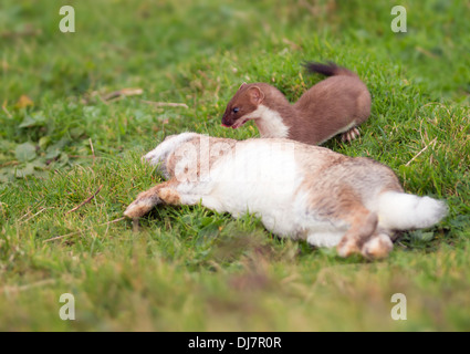 Hermelin Mustela Erminea mit frisch erlegten Hasen Stockfoto