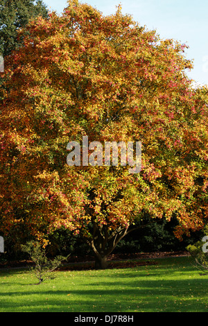 Erle-blätterte Mehlbeere oder Koreanisch Mehlbeere Sorbus Alnifolia, Rosengewächse. Ost-Asien. Sy Aria Alnifolia. Auch bekannt als Wasser Elm Rowan. Stockfoto