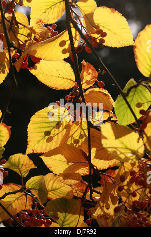 Erle-blätterte Mehlbeere oder Koreanisch Mehlbeere Sorbus Alnifolia, Rosengewächse. Ost-Asien. Sy Aria Alnifolia. Auch bekannt als Wasser Elm Rowan. Stockfoto