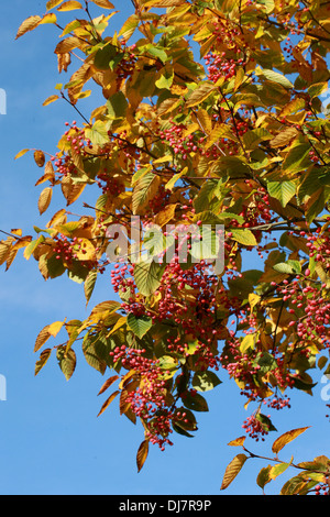 Erle-blätterte Mehlbeere oder Koreanisch Mehlbeere Sorbus Alnifolia, Rosengewächse. Ost-Asien. Sy Aria Alnifolia. Auch bekannt als Wasser Elm Rowan. Stockfoto