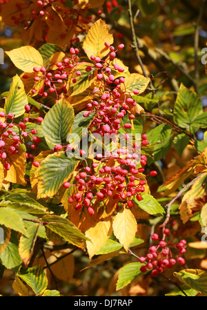 Erle-blätterte Mehlbeere oder Koreanisch Mehlbeere Sorbus Alnifolia, Rosengewächse. Ost-Asien. Sy Aria Alnifolia. Auch bekannt als Wasser Elm Rowan. Stockfoto