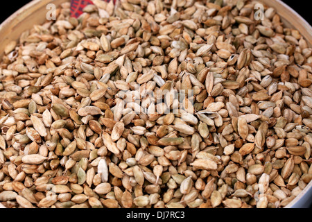 Kardamom Samen, Elettaria Cardamomum, Zingiberaceae. Aka. Grüner Kardamom, echte Kardamom. Stockfoto