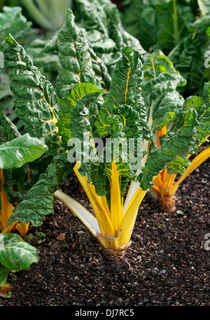 Mangold, Beta Vulgaris, Amaranthaceae. Gelbe stemmed Sorte. Eine grüne Blattgemüse oft in der mediterranen Küche verwendet. Stockfoto