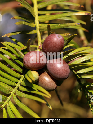 Chinesische Pflaume Eibe, Cephalotaxus Fortunei, Cephalotaxaceae. China, Burma. Aka Pflaume Eibe, chinesische Cowtail Kiefer. Stockfoto