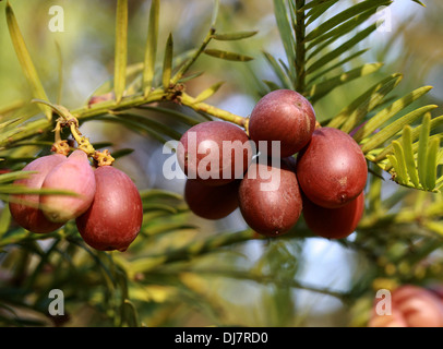 Chinesische Pflaume Eibe, Cephalotaxus Fortunei, Cephalotaxaceae. China, Burma. Aka Pflaume Eibe, chinesische Cowtail Kiefer. Stockfoto