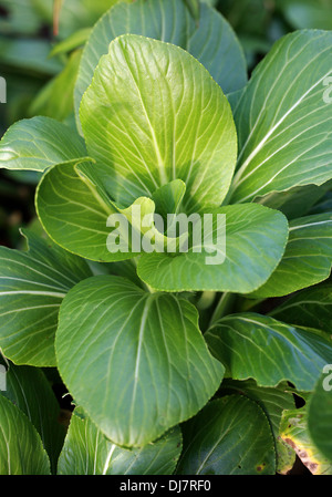 Chinakohl und Pak Choi, Brassica Rapa Chinensis "Elfenbein", Brassicaceae. Aka. Pak Choy, Pak-Choi oder Chinakohl. Stockfoto