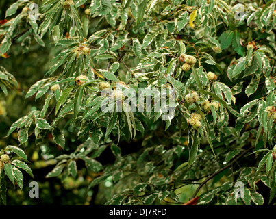 Formen Sweet Chestnut, Spanisch Chestnut, Castanea Sativa 'Albomarginata', Fagaceae. Stockfoto