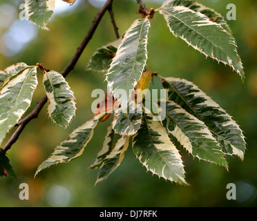 Formen Sweet Chestnut, Spanisch Chestnut, Castanea Sativa 'Albomarginata', Fagaceae. Stockfoto