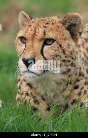 Ein Gepard liegend In Grass Stockfoto