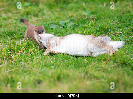 Hermelin Mustela Erminea ziehen frisch getötet Kaninchen Stockfoto