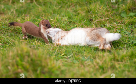 Hermelin Mustela Erminea ziehen frisch getötet Kaninchen Stockfoto