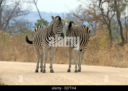 Zwei Zebras stehen auf einem Feldweg Stockfoto