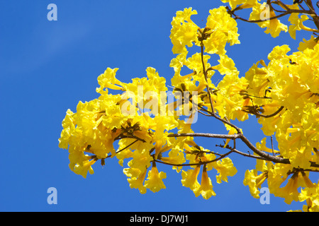 (Tabebuia Chrysotricha) Goldene Trompete-Blüten gegen blauen Himmel Stockfoto