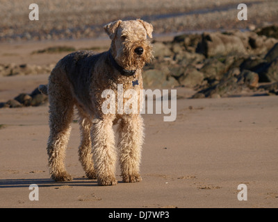 Airedale Terrier an den Strand, Bude, Cornwall, UK Stockfoto