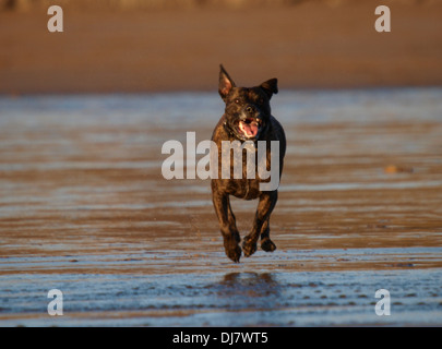 Gestromte Staffordshire Bullterrier läuft auf den Strand, Bude, Cornwall, UK Stockfoto