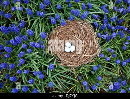 Frühling Miniaturgarten Nahaufnahme gefallenes Vogelnest mit American Robin Eier und blaue Traube Hyazinthe Blume Fee Garten Blumen New Jersey, USA Stockfoto