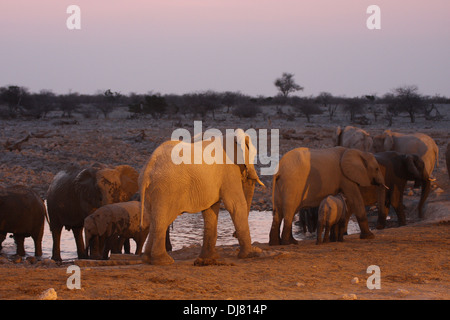 Afrikanische Elefanten am Abend im Okaukuejo Resort Wasserloch im Etosha Nationalpark, Namibia. Stockfoto