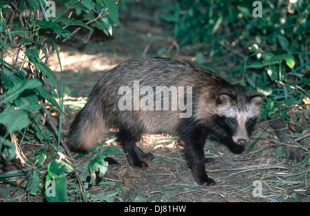 Der Marderhund (Nyctereutes procyonoides Stockfoto
