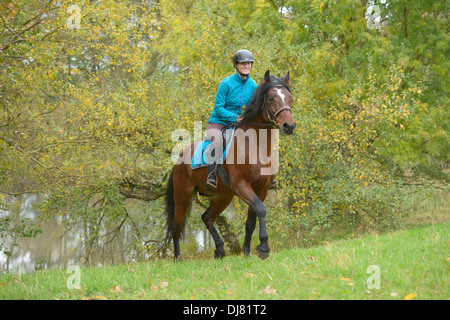 Junge Reiter auf Rückseite ein Connemara Pony-Hengst Reiten im Herbst Stockfoto