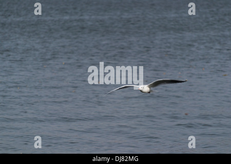 Fliegen Yellow-legged Möve (Larus Michahellis) auf Herastrau See, Bukarest, Rumänien Stockfoto
