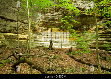 Illinois-Canyon. Ausgehungert Rock State Park (Illinois). Stockfoto