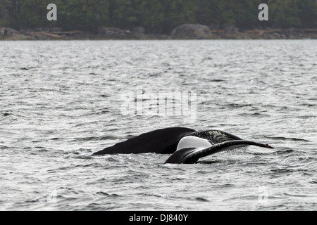 Mutter und Baby Buckelwal tails #1, böig erreichen, Mid Küste British Columbia Stockfoto