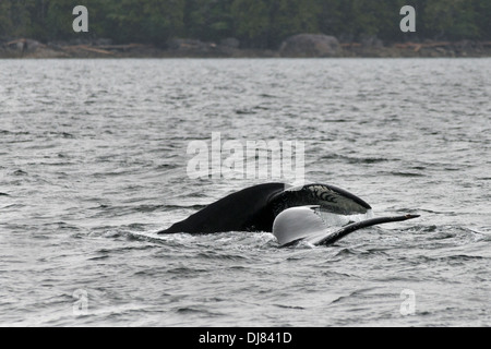 Mutter und Baby Buckelwal tails #2, böig erreichen, Mid Küste British Columbia Stockfoto