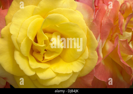 Schöne gelbe rose Nahaufnahme Natur Stockfoto