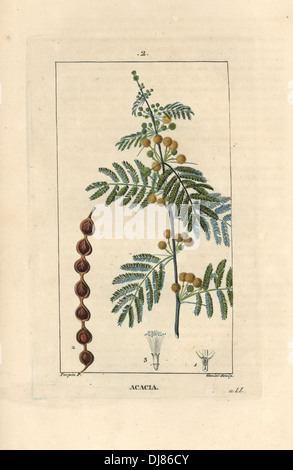 Gummiarabikum Baum oder ägyptischen Akazie, Acacia Nilotica Aegyptiaca. Stockfoto