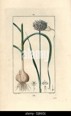 Knoblauch, Allium Sativum, zeigt Blume, Blatt, Birne und Wurzeln. Stockfoto