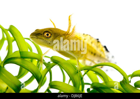 Die Larve von einem großen crested Molch (Triturus Cristatus) kletterten über Laichkräuter am Wat Tyler Country Park, Essex. Juli. Stockfoto