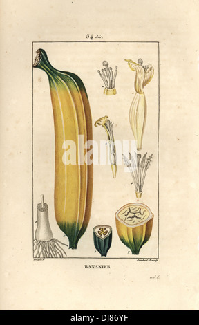 Frucht Banane, Musa Paradisiaca, Abschnitt, Samen, Obst. Stockfoto