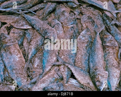 Trocknen der Fische am Fischmarkt zu verkaufen, Indien Stockfoto