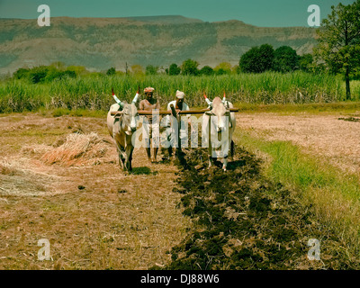 Ein Bauer pflügt ein Feld durch eine traditionelle Art und Weise, Maharashtra, Indien Stockfoto