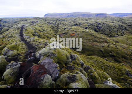 Trail durch altes Lavafeld in Moos, southern Island bedeckt Stockfoto