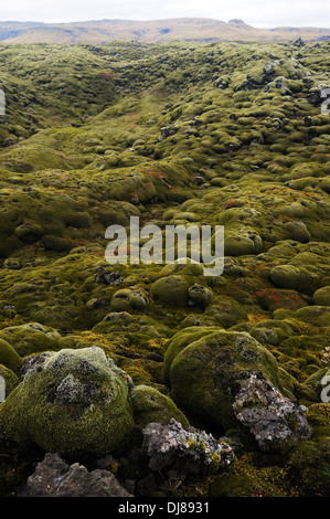 Altes Lavafeld bedeckt im Moos, Süden Islands Stockfoto