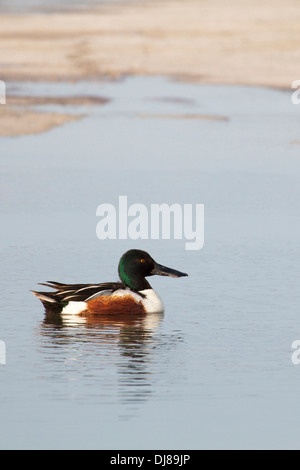 Nördliche Schaufelente schwimmt in einer flachen Lagune auf einer pazifischen Insel (Anas clypeata) Stockfoto