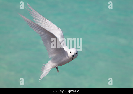 Weiße Seeschwalbe (Gygis alba rothschildi), die im Papahanaumokuakea Marine National Monument über dem aquamarinen Meerwasser schwebt Stockfoto