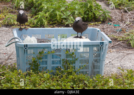 Braun Schlankschnabelnoddies oder gemeinsame Schlankschnabelnoddies (Anous Stolidus Pileatus) thront auf Kunststoff Meeresablagerungen, die zur Entsorgung gesammelt wurden Stockfoto