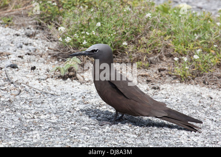 Braun Noddy (Anous stolidus pileatus), stehend auf den Überrest eines historischen Zweiten Weltkrieg Landebahn auf der östlichen Insel in Midway Atoll. Stockfoto