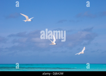 Weiße Ternen (Gygis alba rothschildi) fliegen über das aquamarine Lagunenwasser des Midway Atolls im Papahanaumokuakea Marine National Monument Stockfoto