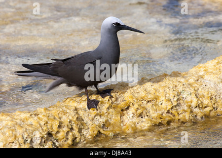 Black Noddy, auch bekannt als White-Capped Noddy, hoch oben am Ufer des Pazifiks (Anous minutes melanogenys) Stockfoto