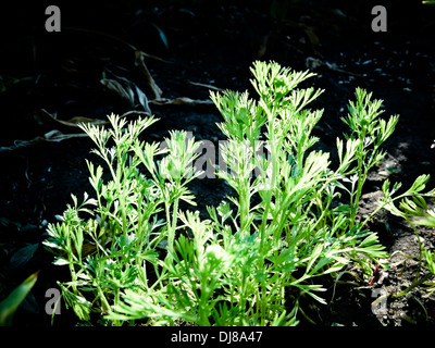 Karotte-Anlage, Daucus Carota var. mativue Stockfoto