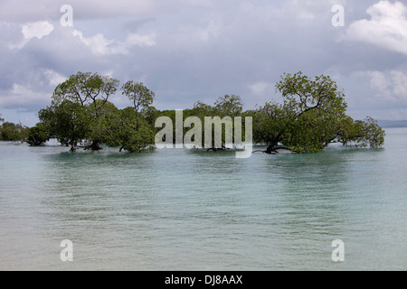 Mangrovenbäume in üppigen, grünen Wasser in Andaman Inseln, Indien Stockfoto