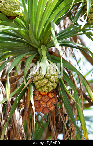 Kewada, Schraube Kiefer, Baum Früchte (reif und roh) auf Neil, Andaman Insel, Indien Stockfoto