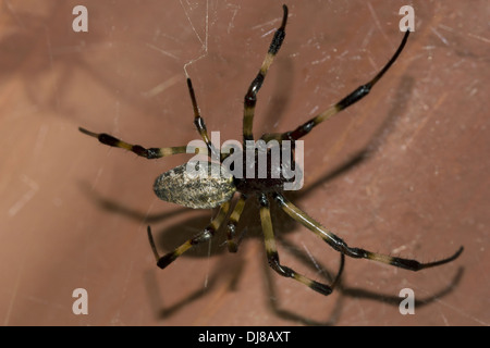 Theridid Spinne. Ein naher Verwandter der schwarze Witwe Spinnen. Andaman Inseln, Indien Stockfoto